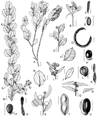 APII jpeg image of Acacia pygmaea,<br/>Acacia scalpelliformis,<br/>Acacia obovata,<br/>Acacia durabilis,<br/>Acacia nervosa,<br/>Acacia hispidula  © contact APII