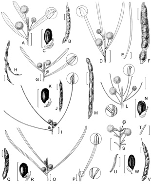 APII jpeg image of Acacia hockingsii,<br/>Acacia eremophiloides,<br/>Acacia resinicostata,<br/>Acacia gnidium,<br/>Acacia islana,<br/>Acacia calantha,<br/>Acacia ixodes  © contact APII