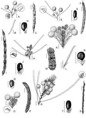 APII jpeg image of Acacia pilligaensis,<br/>Acacia rossei,<br/>Acacia johnsonii,<br/>Acacia burbidgeae,<br/>Acacia handonis,<br/>Acacia glutinosissima  © contact APII