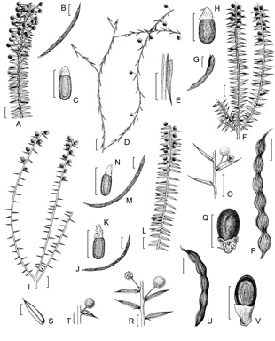 APII jpeg image of Acacia horridula,<br/>Acacia ingrata,<br/>Acacia andrewsii,<br/>Acacia semitrullata,<br/>Acacia inops,<br/>Acacia uliginosa,<br/>Acacia pycnocephala  © contact APII