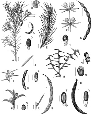 APII jpeg image of Acacia costata,<br/>Acacia laricina var. crassifolia,<br/>Acacia barbinervis subsp. barbinervis,<br/>Acacia unifissilis,<br/>Acacia laricina var. laricina,<br/>Acacia simulans,<br/>Acacia argutifolia,<br/>Acacia barbinervis subsp. borealis  © contact APII