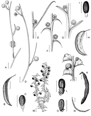 APII jpeg image of Acacia phaeocalyx,<br/>Acacia stenoptera,<br/>Acacia aemula subsp. aemula,<br/>Acacia dilatata,<br/>Acacia aemula subsp. muricata  © contact APII