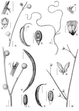 APII jpeg image of Acacia volubilis,<br/>Acacia cummingiana,<br/>Acacia carens,<br/>Acacia tetragonocarpa  © contact APII