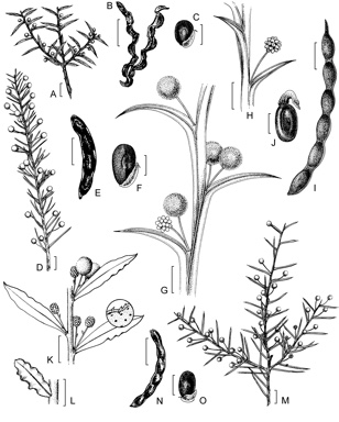 APII jpeg image of Acacia sphacelata subsp. sphacelata,<br/>Acacia tuberculata,<br/>Acacia sphacelata subsp. recurva,<br/>Acacia trigonophylla,<br/>Acacia sphacelata subsp. verticillata  © contact APII