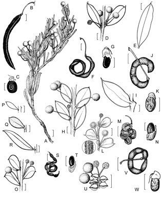 APII jpeg image of Acacia acoma,<br/>Acacia tetraptera,<br/>Acacia sericocarpa,<br/>Acacia glaucissima,<br/>Acacia merrallii,<br/>Acacia pachyphylla  © contact APII