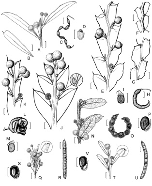 APII jpeg image of Acacia triquetra,<br/>Acacia imbricata,<br/>Acacia bifaria,<br/>Acacia ligustrina,<br/>Acacia glaucoptera,<br/>Acacia bracteolata  © contact APII