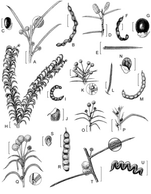 APII jpeg image of Acacia chapmanii subsp. australis,<br/>Acacia subsessilis,<br/>Acacia enterocarpa,<br/>Acacia acellerata,<br/>Acacia campylophylla,<br/>Acacia chapmanii subsp. chapmanii,<br/>Acacia curvata  © contact APII