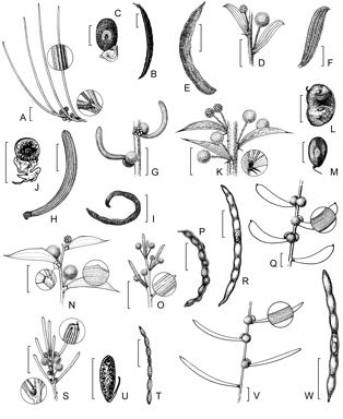 APII jpeg image of Acacia obesa,<br/>Acacia nivea,<br/>Acacia dielsii,<br/>Acacia resinistipulea,<br/>Acacia formidabilis,<br/>Acacia mimica var. mimica,<br/>Acacia mimica var. angusta,<br/>Acacia wilsonii,<br/>Acacia ridleyana  © contact APII