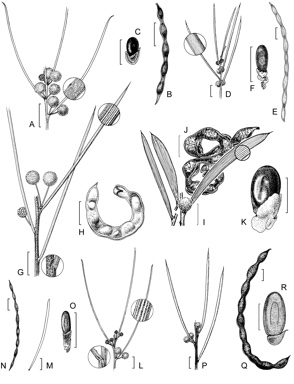 APII jpeg image of Acacia rigens,<br/>Acacia donaldsonii,<br/>Acacia masliniana,<br/>Acacia roycei,<br/>Acacia havilandiorum,<br/>Acacia oswaldii  © contact APII