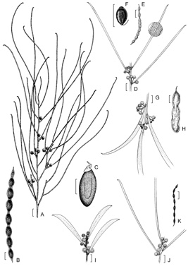 APII jpeg image of Acacia microcephala,<br/>Acacia omalophylla,<br/>Acacia pendula,<br/>Acacia sibilans,<br/>Acacia microsperma  © contact APII