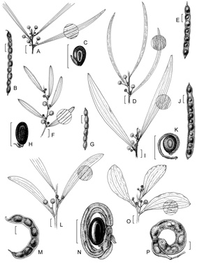APII jpeg image of Acacia fleckeri,<br/>Acacia ramiflora,<br/>Acacia simsii,<br/>Acacia cyclops,<br/>Acacia oraria,<br/>Acacia multisiliqua  © contact APII
