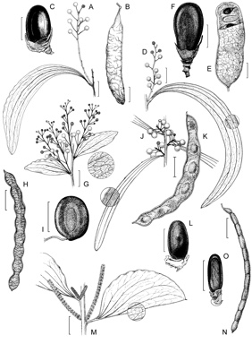 APII jpeg image of Acacia latescens,<br/>Acacia dimidiata,<br/>Acacia bakeri,<br/>Acacia mimula,<br/>Acacia rothii  © contact APII