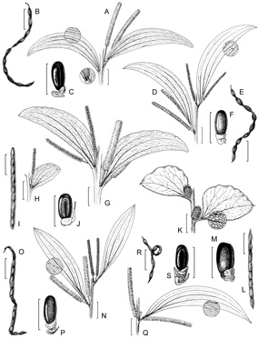 APII jpeg image of Acacia tropica,<br/>Acacia concurrens,<br/>Acacia humifusa,<br/>Acacia gardneri,<br/>Acacia latifolia,<br/>Acacia cretata  © contact APII