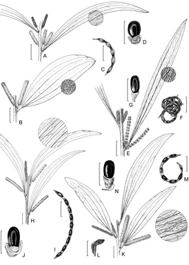 APII jpeg image of Acacia sericoflora,<br/>Acacia elachantha,<br/>Acacia nesophila,<br/>Acacia cowleana,<br/>Acacia colei  © contact APII