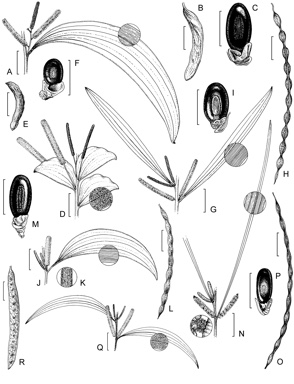 APII jpeg image of Acacia tumida,<br/>Acacia eriopoda,<br/>Acacia torulosa,<br/>Acacia difficilis,<br/>Acacia retinervis,<br/>Acacia mountfordiae  © contact APII