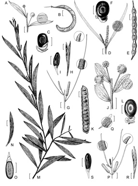 APII jpeg image of Acacia arida,<br/>Acacia tenuispica,<br/>Acacia delibrata,<br/>Acacia orthocarpa,<br/>Acacia phlebocarpa,<br/>Acacia monticola  © contact APII