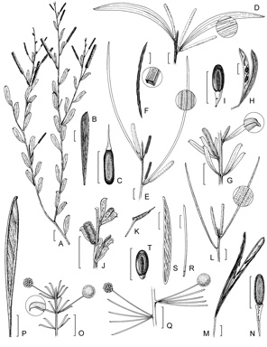 APII jpeg image of Acacia richardsii,<br/>Acacia amentifera,<br/>Acacia kimberleyensis,<br/>Acacia gonocarpa,<br/>Acacia manipularis,<br/>Acacia lentiginea,<br/>Acacia conjunctifolia,<br/>Acacia subternata  © contact APII