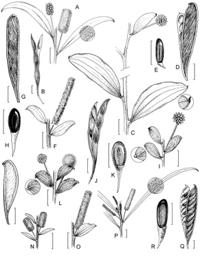 APII jpeg image of Acacia wickhamii subsp. wickhamii,<br/>Acacia wickhamii subsp. cassitera,<br/>Acacia wickhamii subsp. viscidula,<br/>Acacia sphaerostachya,<br/>Acacia sp. F,<br/>Acacia translucens,<br/>Acacia stellaticeps,<br/>Acacia ancistrocarpa  © contact APII