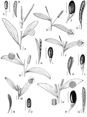 APII jpeg image of Acacia lazaridis,<br/>Acacia leptophleba,<br/>Acacia argyraea,<br/>Acacia cataractae,<br/>Acacia stigmatophylla,<br/>Acacia limbata  © contact APII