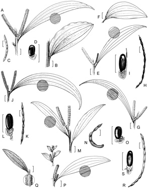 APII jpeg image of Acacia meiosperma,<br/>Acacia bulgaensis,<br/>Acacia blakei subsp. blakei,<br/>Acacia matthewii,<br/>Acacia cheelii,<br/>Acacia blakei subsp. diphylla  © contact APII