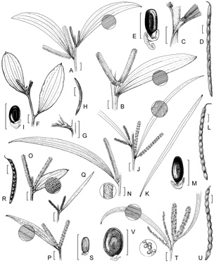 APII jpeg image of Acacia julifera subsp. gilbertensis,<br/>Acacia julifera subsp. julifera,<br/>Acacia umbellata,<br/>Acacia shirleyi,<br/>Acacia pycnostachya,<br/>Acacia leptostachya,<br/>Acacia distans  © contact APII
