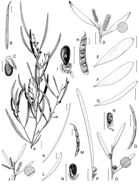 APII jpeg image of Acacia stowardii,<br/>Acacia atkinsiana,<br/>Acacia duriuscula,<br/>Acacia kempeana  © contact APII