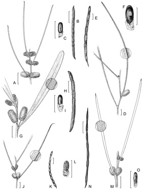 APII jpeg image of Acacia coolgardiensis subsp. effusa,<br/>Acacia resinimarginea,<br/>Acacia coolgardiensis subsp. latior,<br/>Acacia jamesiana,<br/>Acacia coolgardiensis subsp. coolgardiensis  © contact APII