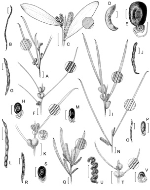 APII jpeg image of Acacia tarculensis,<br/>Acacia ephedroides,<br/>Acacia oncinophylla subsp. patulifolia,<br/>Acacia websteri,<br/>Acacia gibbosa,<br/>Acacia oncinophylla subsp. oncinophylla,<br/>Acacia symonii,<br/>Acacia repanda  © contact APII