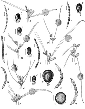 APII jpeg image of Acacia fauntleroyi,<br/>Acacia acuminata subsp. acuminata,<br/>Acacia palustris,<br/>Acacia acuminata subsp. burkittii,<br/>Acacia inophloia,<br/>Acacia oldfieldii,<br/>Acacia drepanophylla  © contact APII
