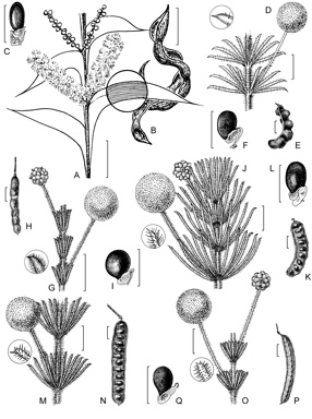 APII jpeg image of Acacia triptera,<br/>Acacia spondylophylla,<br/>Acacia orthotricha,<br/>Acacia adoxa var. adoxa,<br/>Acacia chippendalei,<br/>Acacia hippuroides  © contact APII