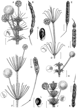 APII jpeg image of Acacia smeringa,<br/>Acacia repens,<br/>Acacia capillaris,<br/>Acacia lycopodiifolia,<br/>Acacia hypermeces  © contact APII