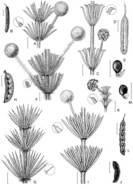 APII jpeg image of Acacia zatrichota,<br/>Acacia asperulacea,<br/>Acacia galioides var. galioides,<br/>Acacia perryi,<br/>Acacia longipedunculata,<br/>Acacia porcata  © contact APII