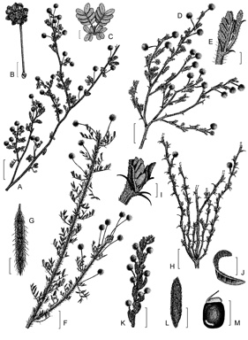 APII jpeg image of Acacia lateriticola,<br/>Acacia moirii subsp. recurvistipula,<br/>Acacia grisea,<br/>Acacia moirii subsp. moirii,<br/>Acacia moirii subsp. dasycarpa  © contact APII