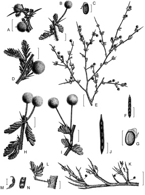 APII jpeg image of Acacia pulchella var. reflexa,<br/>Acacia pulchella var. pulchella,<br/>Acacia pulchella var. goadbyi,<br/>Acacia depressa,<br/>Acacia pulchella var. glaberrima,<br/>Acacia newbeyi,<br/>Acacia amputata  © contact APII