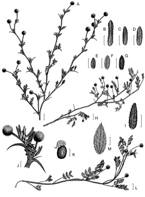 APII jpeg image of Acacia drewiana subsp. minor,<br/>Acacia preissiana,<br/>Acacia tayloriana,<br/>Acacia drewiana subsp. drewiana,<br/>Acacia anarthros  © contact APII