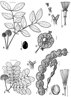 APII jpeg image of Pararchidendron pruinosum var. pruinosum,<br/>Cathormion umbellatum subsp. moniliforme  © contact APII