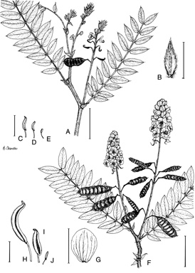 APII jpeg image of Senna venusta,<br/>Senna notabilis  © contact APII