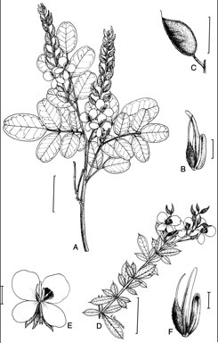 APII jpeg image of Labichea saxicola,<br/>Labichea buettneriana  © contact APII