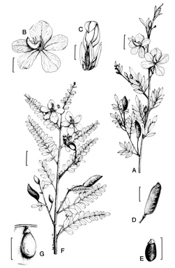 APII jpeg image of Petalostylis cassioides,<br/>Petalostylis labicheoides  © contact APII