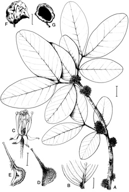 APII jpeg image of Cynometra iripa  © contact APII