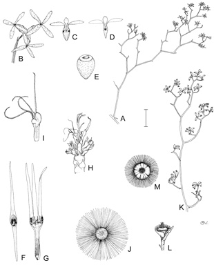 APII jpeg image of Conospermum petiolare,<br/>Conospermum eatoniae,<br/>Conospermum flexuosum subsp. laevigatum,<br/>Conospermum teretifolium  © contact APII