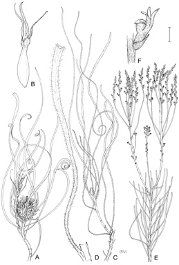 APII jpeg image of Conospermum elongatum,<br/>Conospermum capitatum subsp. velutinum,<br/>Conospermum capitatum subsp. glabratum  © contact APII