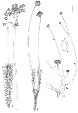 APII jpeg image of Conospermum densiflorum subsp. densiflorum,<br/>Conospermum scaposum,<br/>Conospermum densiflorum subsp. unicephalatum  © contact APII