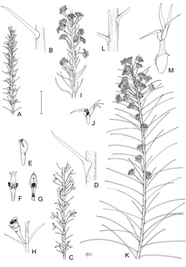 APII jpeg image of Conospermum amoenum subsp. amoenum,<br/>Conospermum acerosum subsp. acerosum,<br/>Conospermum amoenum subsp. cuneatum,<br/>Conospermum acerosum subsp. hirsutum  © contact APII