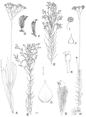 APII jpeg image of Conospermum longifolium subsp. longifolium,<br/>Conospermum floribundum,<br/>Conospermum distichum,<br/>Conospermum spectabile,<br/>Conospermum patens  © contact APII