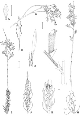 APII jpeg image of Conospermum undulatum,<br/>Conospermum galeatum,<br/>Conospermum brachyphyllum,<br/>Conospermum triplinervium,<br/>Conospermum cinereum,<br/>Conospermum incurvum,<br/>Conospermum unilaterale  © contact APII