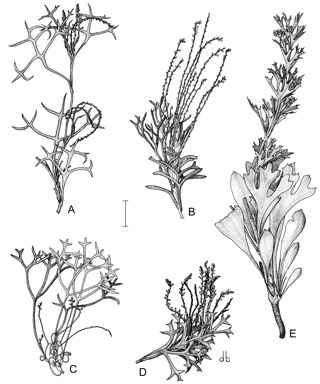 APII jpeg image of Synaphea oligantha,<br/>Synaphea constricta,<br/>Synaphea cervifolia,<br/>Synaphea bifurcata,<br/>Synaphea polymorpha  © contact APII