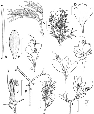 APII jpeg image of Adenanthos venosus,<br/>Adenanthos stictus,<br/>Adenanthos ellipticus,<br/>Adenanthos gracilipes,<br/>Adenanthos glabrescens subsp. glabrescens,<br/>Adenanthos dobsonii,<br/>Adenanthos linearis,<br/>Adenanthos pungens subsp. pungens,<br/>Adenanthos glabrescens subsp. exasperatus,<br/>Adenanthos cuneatus  © contact APII