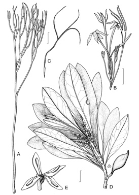 APII jpeg image of Franklandia triaristata,<br/>Sphalmium racemosum  © contact APII