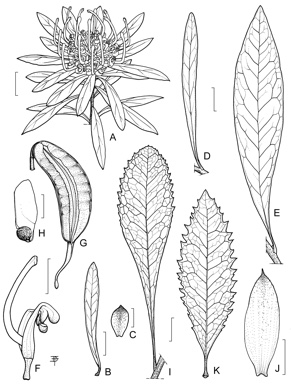 APII jpeg image of Telopea oreades,<br/>Telopea mongaensis,<br/>Telopea aspera,<br/>Telopea truncata,<br/>Telopea speciosissima  © contact APII